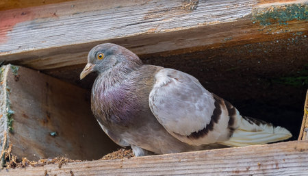 Pigeon nesting problem under the roof of a house that has collapsed into broken wooden beams, 1 pigeon, an AI-powered design tool, and further refined to meet high-quality standards.の素材
