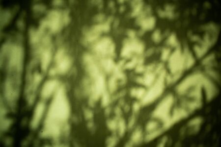 blur Green tree shade backgroundの写真素材