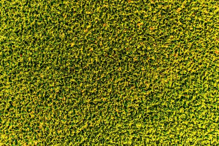 Green oil paint texture backgroundの写真素材