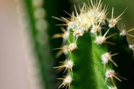 Closeup of spines on cactus, background cactus with spines.の写真素材