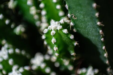 Closeup of spines on cactus, background cactus with spines.の写真素材
