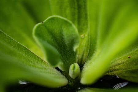 close up lotus leaf backgroundの写真素材