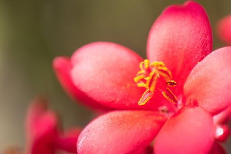Jatropha integerrima flower close up macroの写真素材