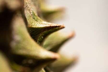 close up durian spike textureの写真素材
