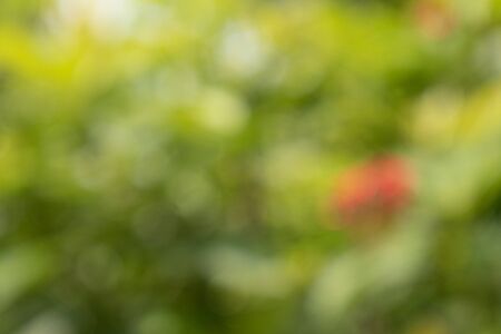 Abstract circular green bokeh with some red spot background.の写真素材