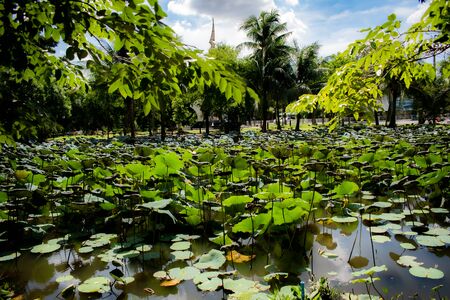 lotus swamp with  Palm tree backgroundの写真素材