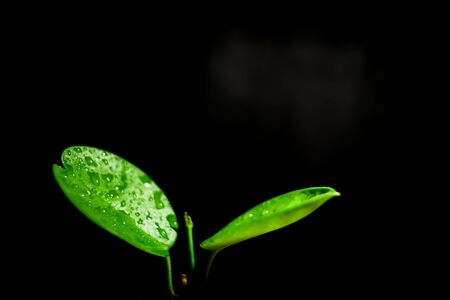A close-up shot of light green leaves and a black background.の写真素材