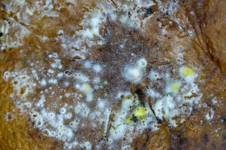Close-up of the white fungus on the surface of the orange peel