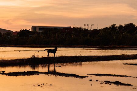 Backlit image of the sunset views of rice fields and a dog walkingの写真素材