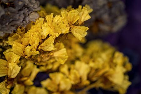 Close-up photos of yellow and purple dried flowers soft focusの写真素材