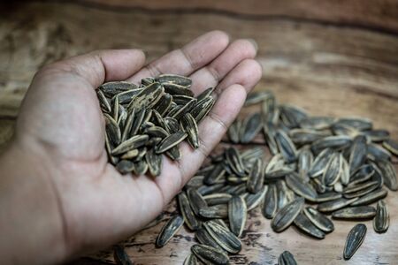 A picture of a sunflower seed in the handの写真素材