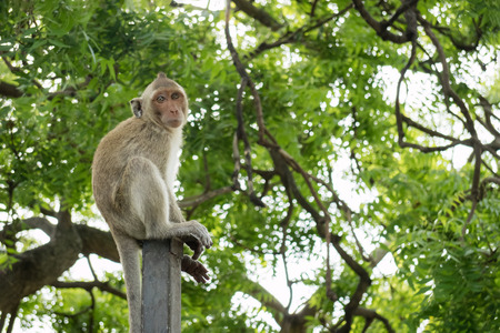 Small mokey sitting on a metal pole with blurry green tree backgroundの写真素材