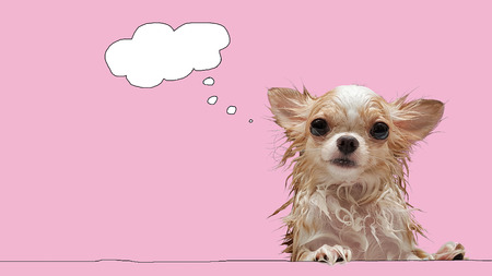 Small cute brown wet chihuahua dog with think bubble on pink background.の写真素材