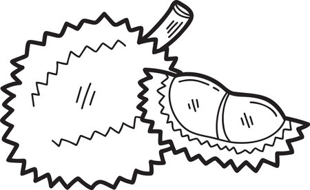 Hand Drawn durian illustration isolated on backgroundのイラスト素材
