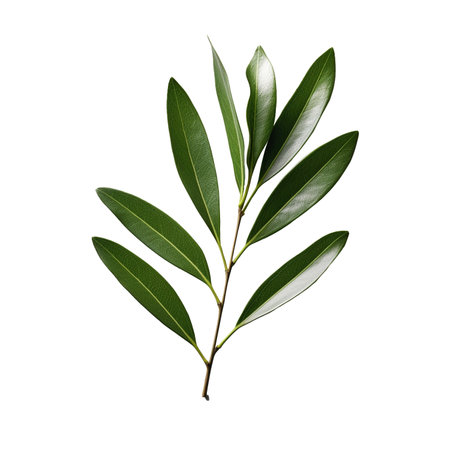 illustration of Olive Leaf isolated on background with Generative AIの素材