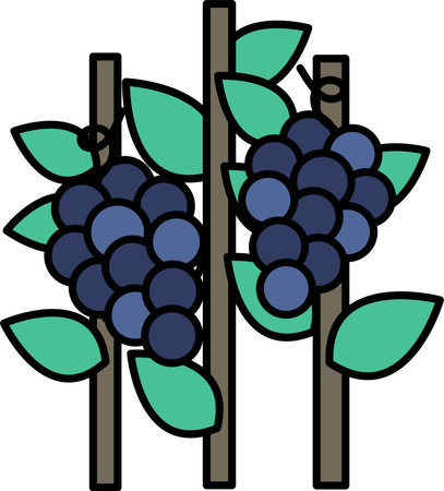 Two bunches of grapes are hanging from a vine. The grapes are blue and greenのイラスト素材