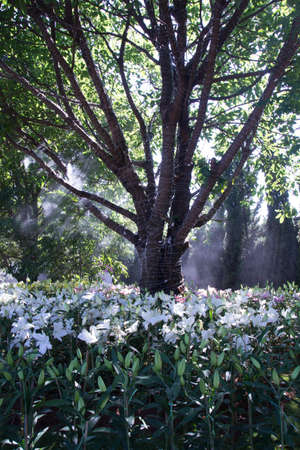 Flower gardenの写真素材