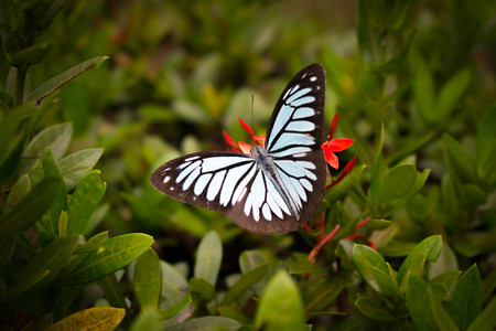 Blue Butterflyの写真素材