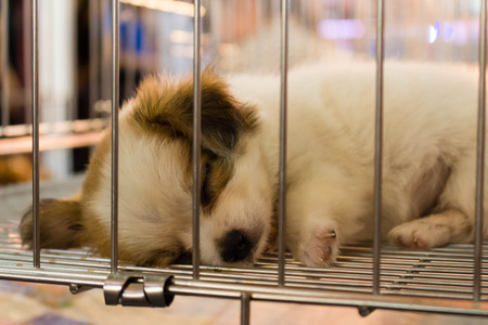 Puppy in cageの写真素材