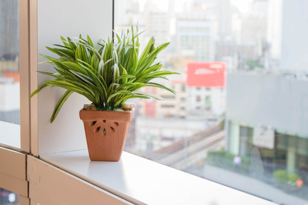 Tree pot right by the windowの写真素材