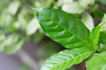 Green leafsの写真素材