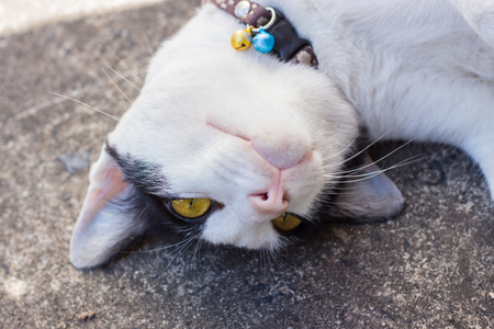 Yellow eyes cat on the ground stare at camera upside downの写真素材