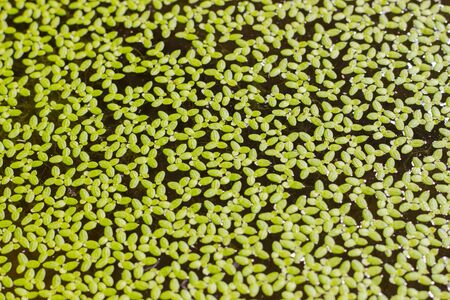 Many tiny green leafs in the jarの写真素材