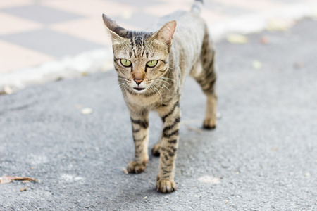 Local cat on the streetの写真素材