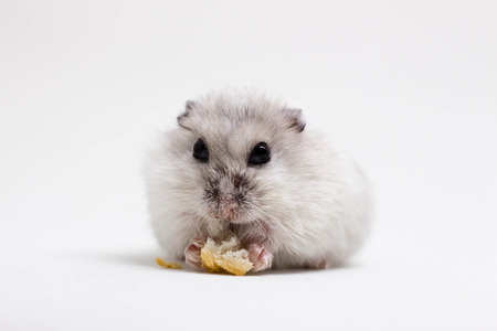 White little hamster eating piece of bread on white backgroundの写真素材