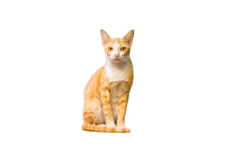 Orange cat isolated on white backgroundの写真素材
