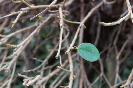 Tree and leaf in the garden