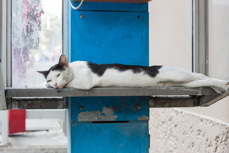 Black and white cat in blue phone boxの写真素材