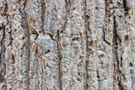 Wood detail in close up