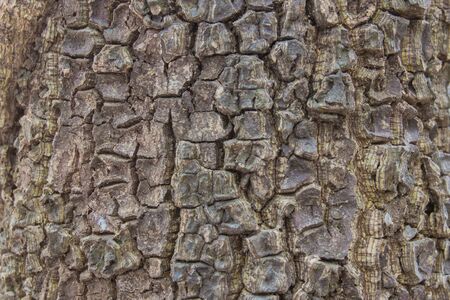 Wooden texture in close up