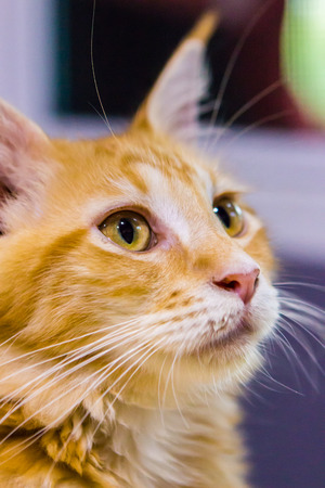 Cat looking in close upの写真素材