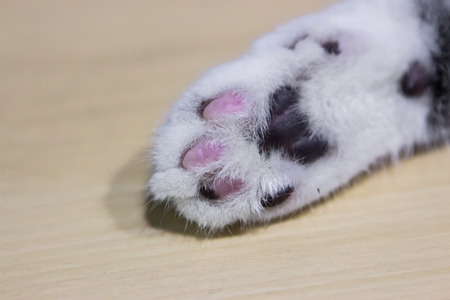 Cat foot in close upの写真素材