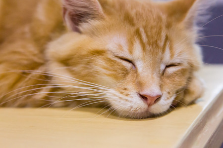 Cat sleeping in close upの写真素材