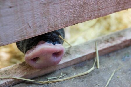Pig nose in close upの写真素材