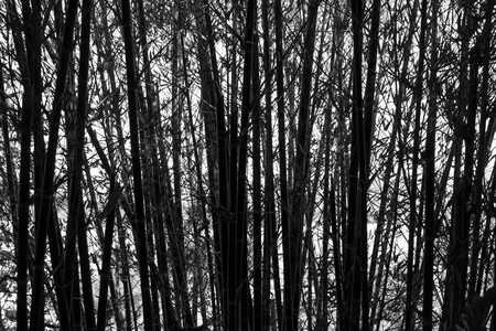 Black and white of bamboo background