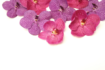 Pink and Purple Orchidsの写真素材