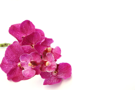 Purple Orchids on the isolated backgroundの写真素材