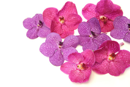 Group of Pink and Purple Orchidsの写真素材
