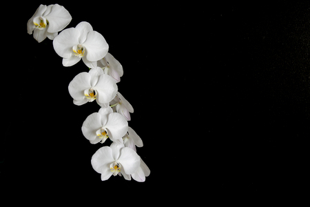 Beautiful white orchids on the black backgroundの写真素材