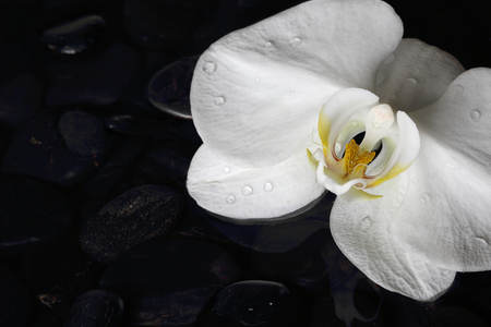 Closed-up of white orchids on the black stonesの写真素材