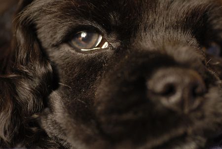 6 week old black American Cocker Spaniel puppy with focus on eye - shallow depth of field の写真素材