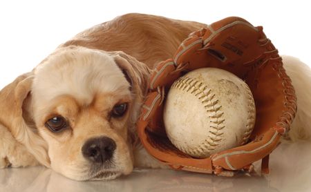 American cocker spaniel resting after game of baseballの写真素材