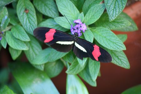 Butterflyの写真素材