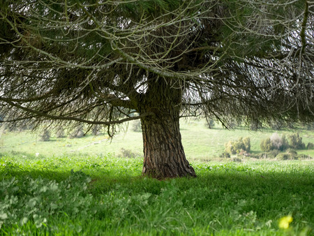 A tree in a field of grass creates beautiful shodow.