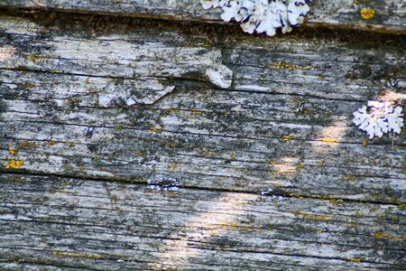 aged woodの写真素材