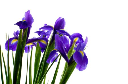 bunch of fresh irises. in a left side. isolated